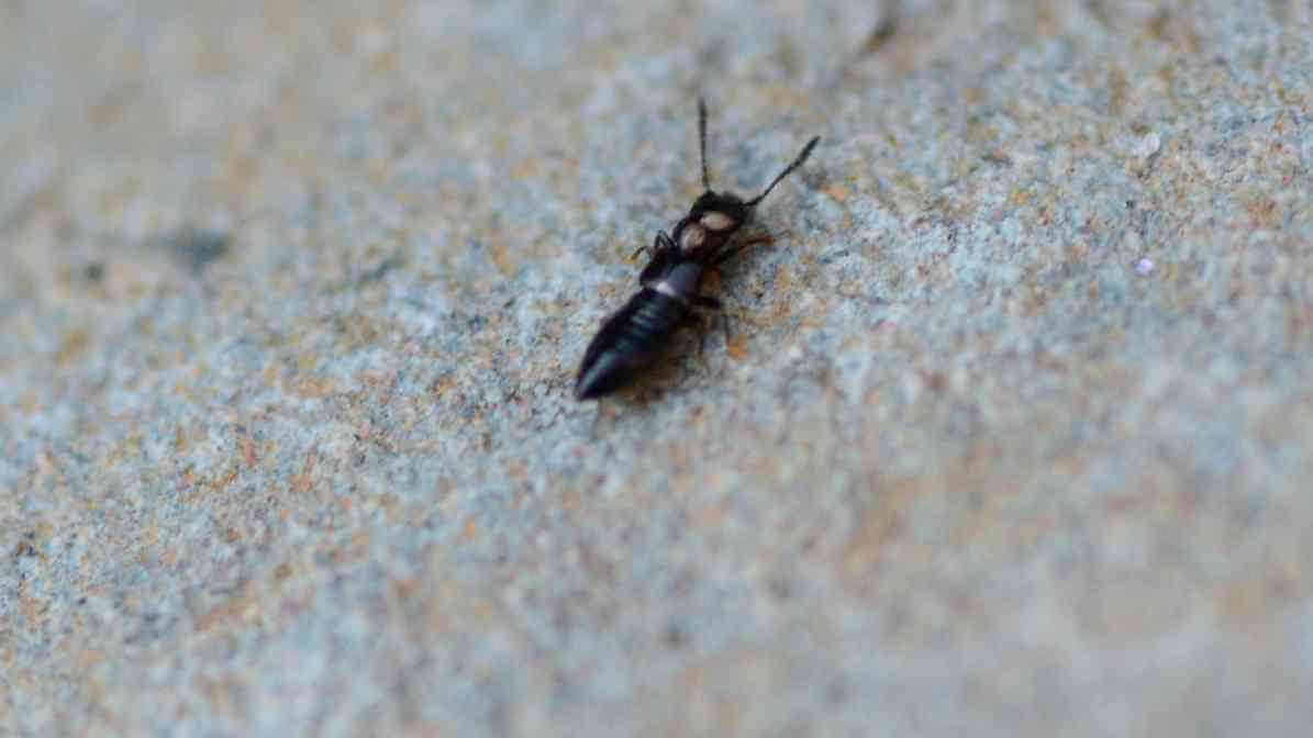 Semut Charlie MY - Image 3