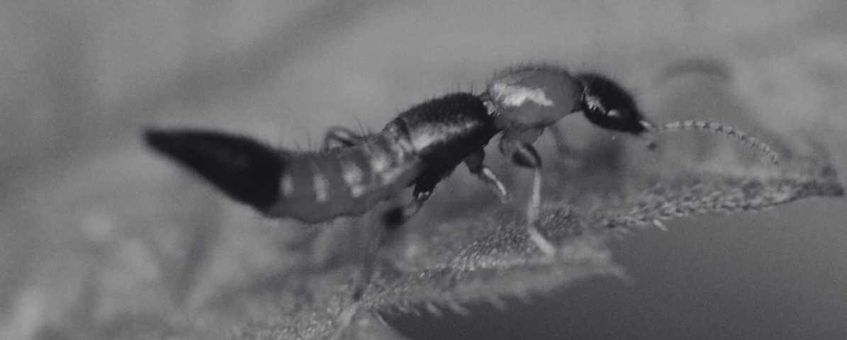 Semut Charlie Tanda, Bahaya dan Rawatan Gigitan