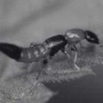 Semut Charlie Tanda, Bahaya dan Rawatan Gigitan | Innovative Pest Sdn Bhd Semut Charlie Tanda, Bahaya dan Rawatan Gigitan