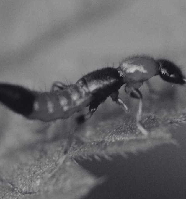 Semut Charlie Tanda, Bahaya dan Rawatan Gigitan