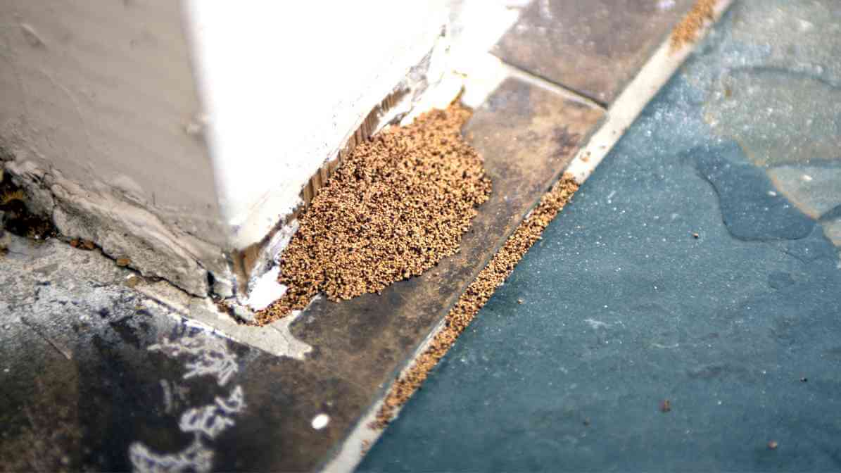 Termite Frass - Unveiling The Signs of Termites in Malaysia | Innovative Pest Sdn Bhd Termite Frass - Unveiling The Signs of Termites in Malaysia