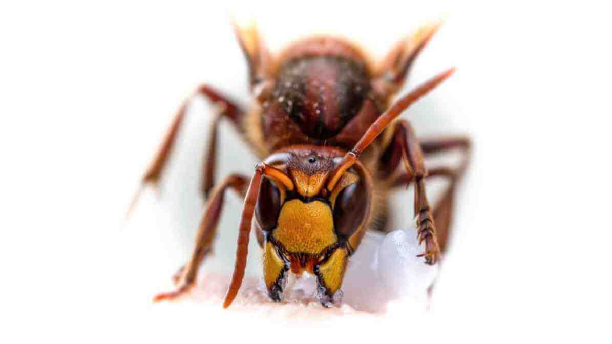 Asian Giant Hornet