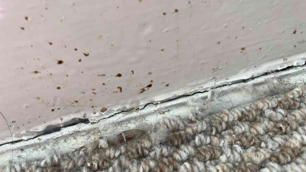 Bed Bug Bites - Faecal Spots