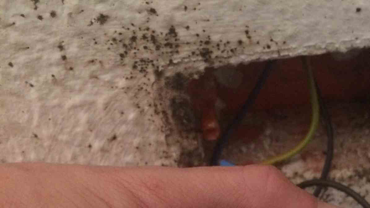 Bed Bug Treatment - Faecal Stains