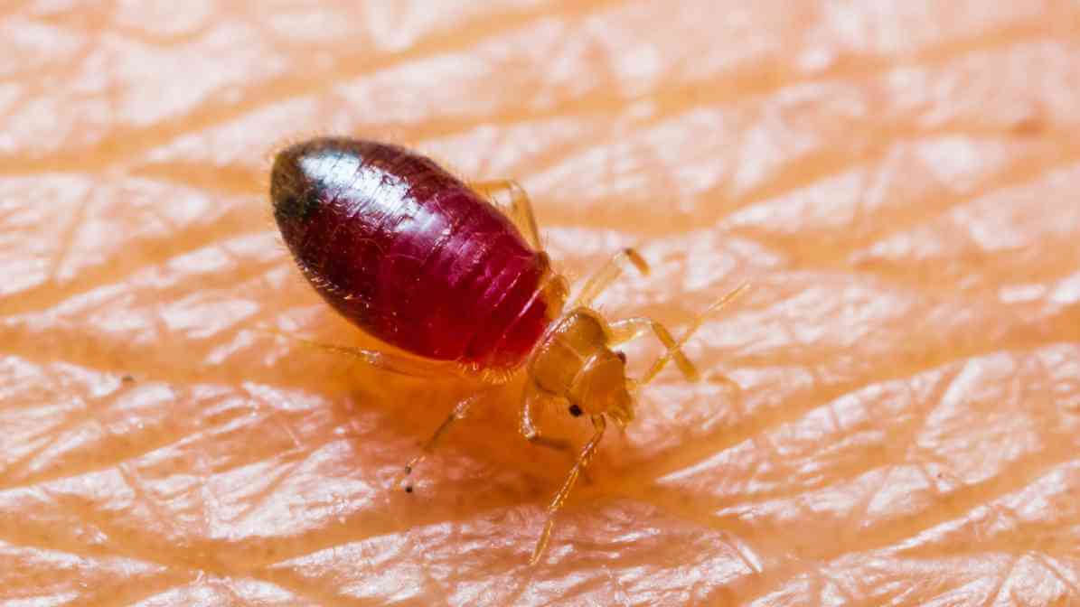 Bed Bug Treatment - Physical Bed Bug