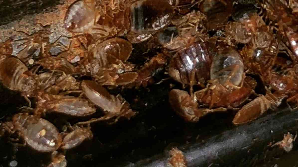 Simple Steps on How to Get Rid of Bed Bugs Quickly - Bed Bug Treatment - Faecal Stains