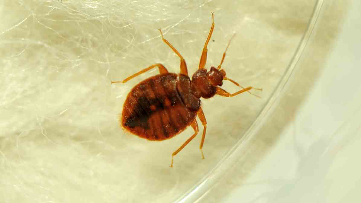 Bed Bug Bites vs Mosquito Bites - Bed Bug