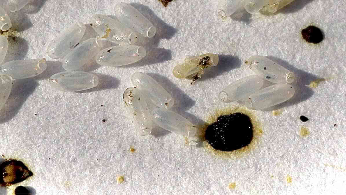 Bedbug - Eggshell and Dark Spots | Innovative Pest Sdn Bhd Bedbug - Eggshell and Dark Spots