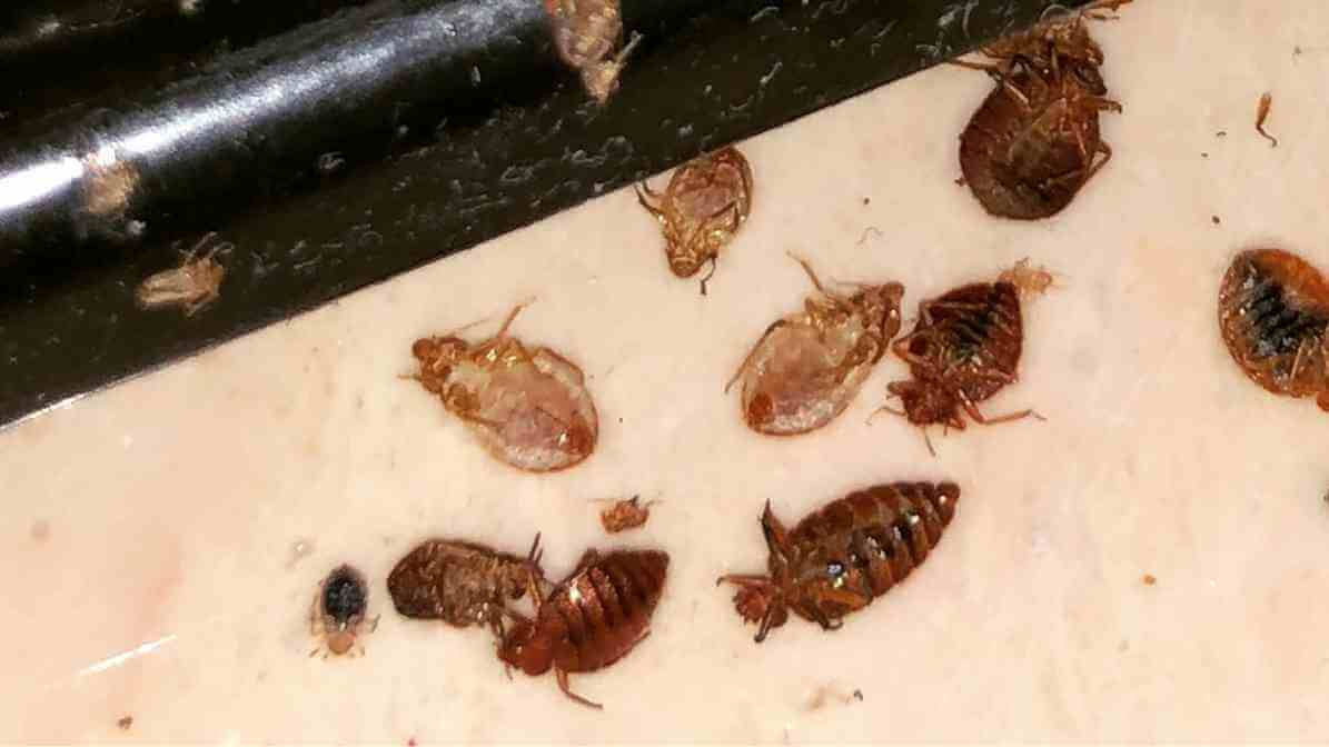 Bedbug Exoskeleton - Innovative Pest Management MY | Innovative Pest Sdn Bhd Bedbug Exoskeleton