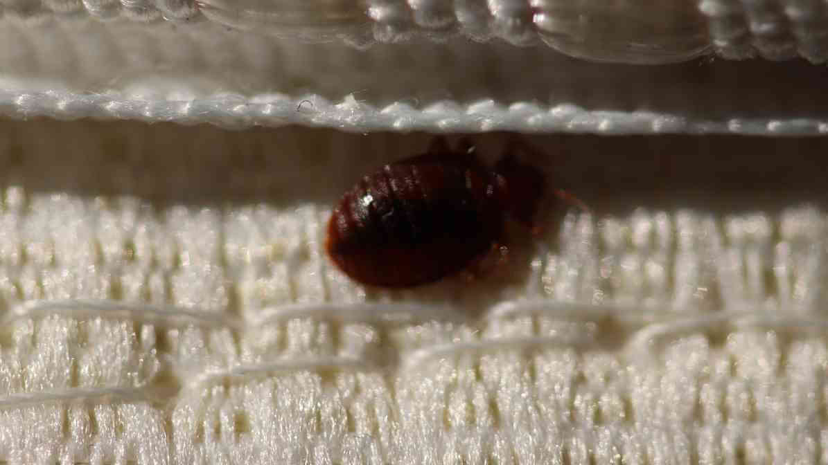 Bedbug on Mattress - How to Detect Bed Bugs - Innovative Pest Management MY | Innovative Pest Sdn Bhd Bedbug on Mattress - How to Detect Bed Bugs