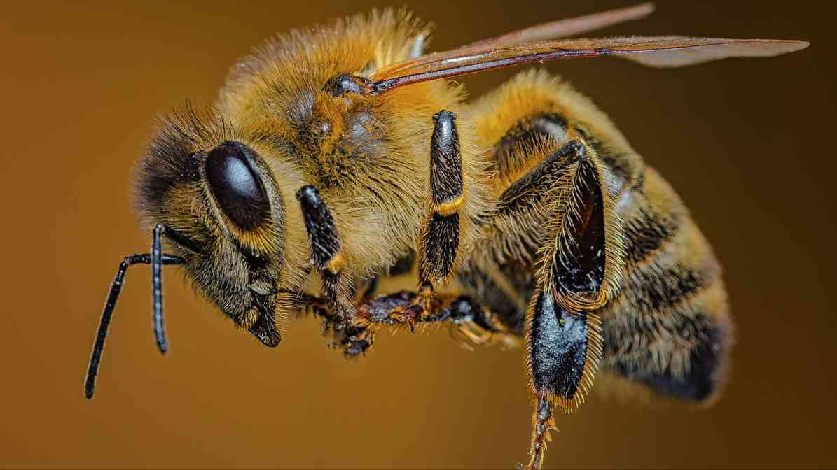 Bee Life Cycle, Drone | Innovative Pest Sdn Bhd Bee Life Cycle, Drone