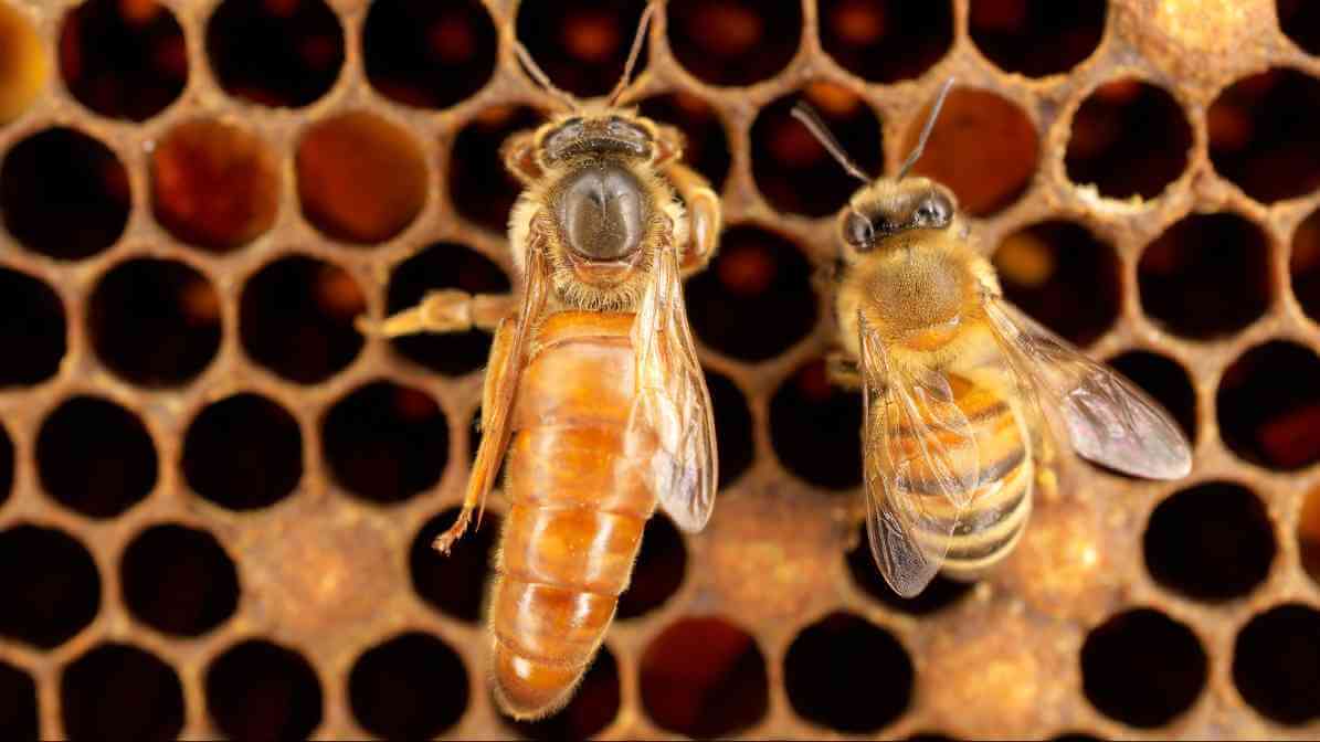 Bee Life Cycle, Queen Bee | Innovative Pest Sdn Bhd