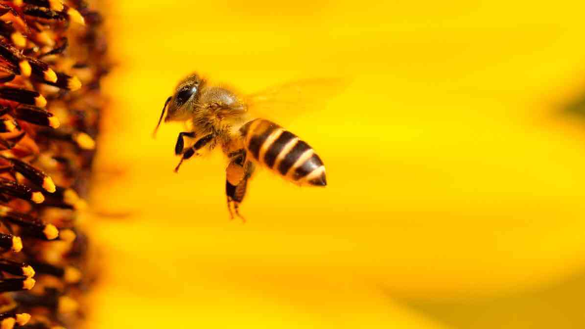 Bee Life Cycle, Worker Bee | Innovative Pest Sdn Bhd