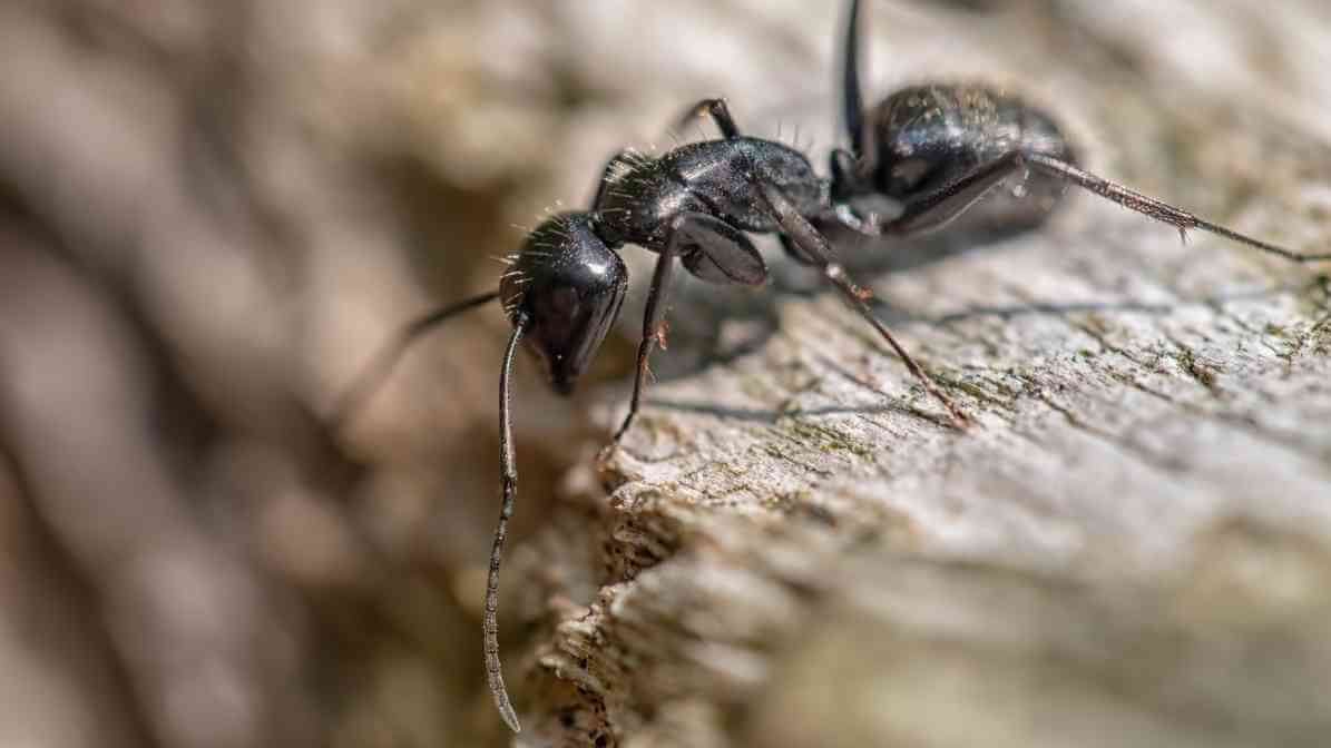 Carpenter Ant