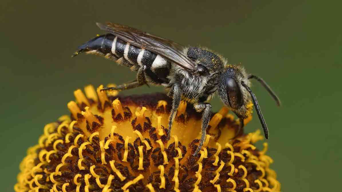 Cuckoo Bee - Innovative Pest Management MY | Innovative Pest Sdn Bhd Cuckoo Bee
