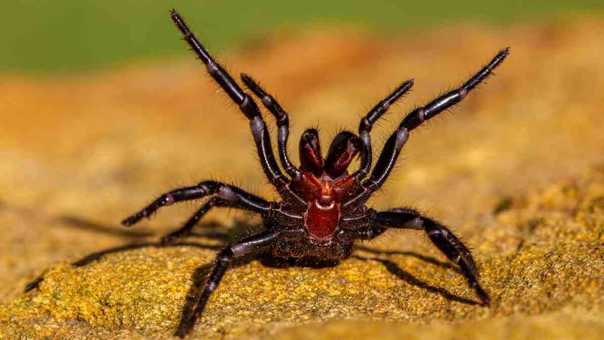 Gigi Labah Labah 1 - Innovative Pest Management MY | Innovative Pest Sdn Bhd Gigi Labah Labah 1