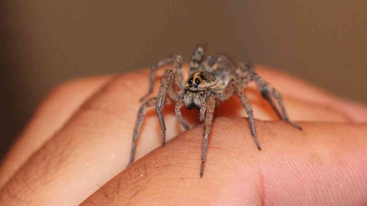 Gigi Labah Labah 2 - Innovative Pest Management MY | Innovative Pest Sdn Bhd Gigi Labah Labah 2