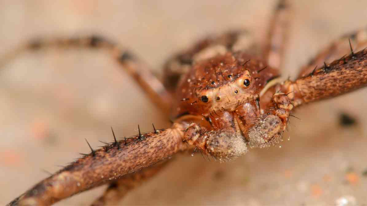 Gigi Labah Labah 3 - Innovative Pest Management MY | Innovative Pest Sdn Bhd Gigi Labah Labah 3