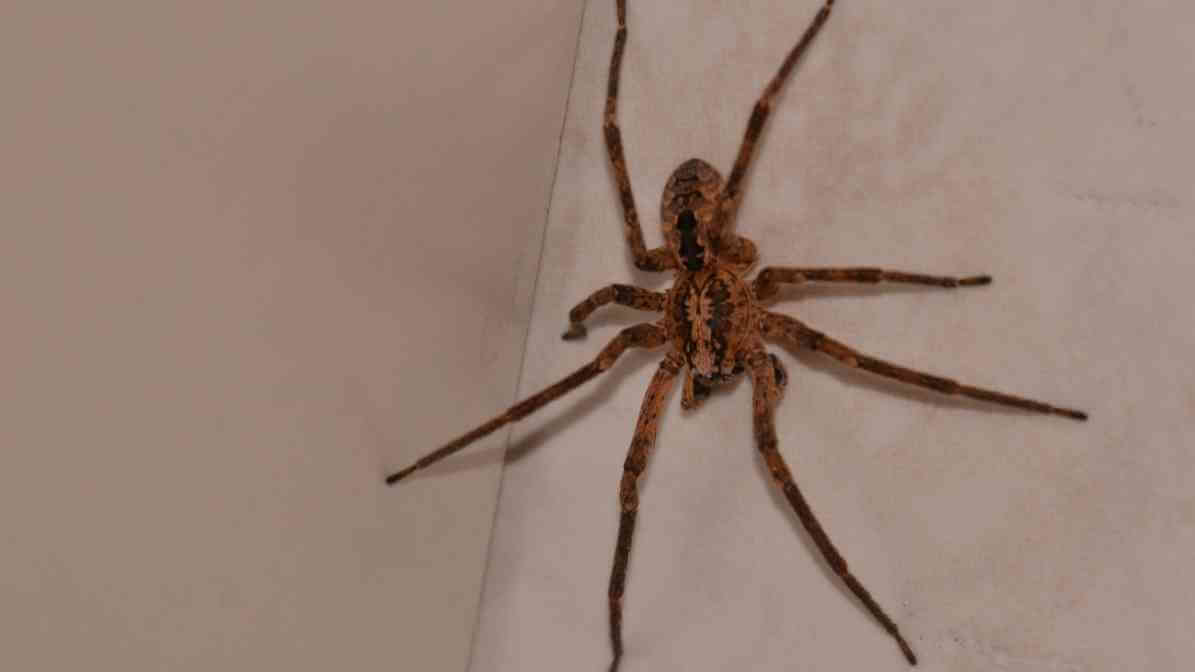 Gigi Labah Labah 4 - Innovative Pest Management MY | Innovative Pest Sdn Bhd Gigi Labah Labah 4