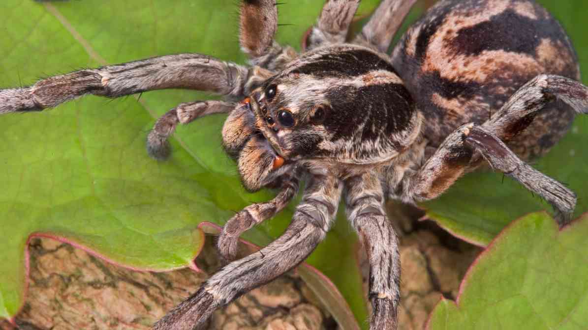 Gigi Labah Labah 5 - Innovative Pest Management MY | Innovative Pest Sdn Bhd Gigi Labah Labah 5