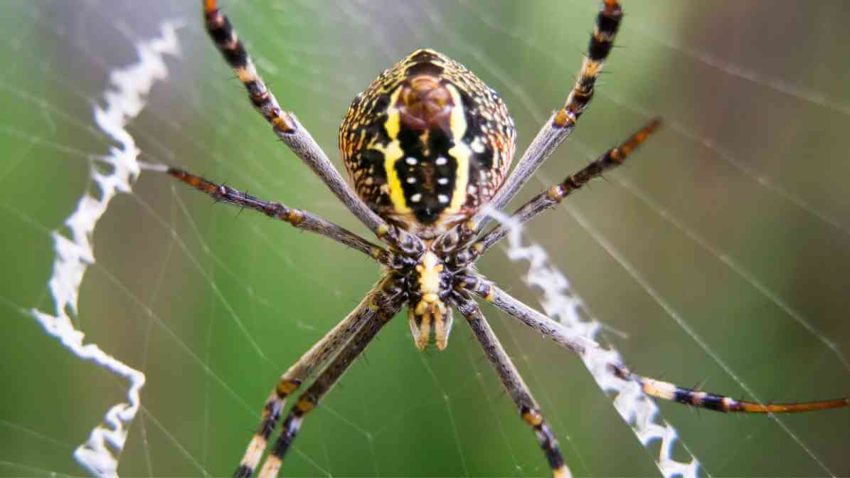 Gigi Labah Labah 6 - Innovative Pest Management MY | Innovative Pest Sdn Bhd Gigi Labah Labah 6