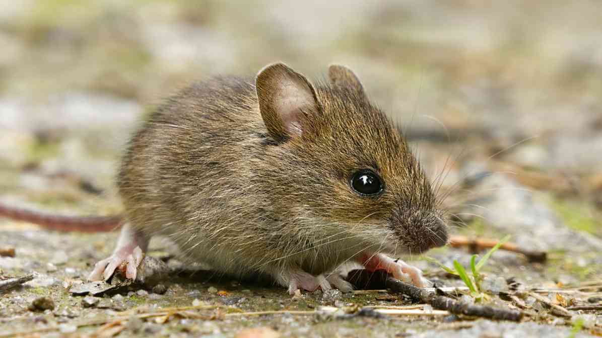 Rodents, House Mouse