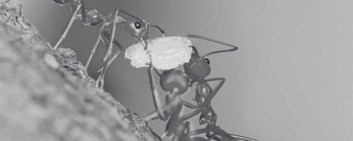 Jenis Jenis Semut di Malaysia