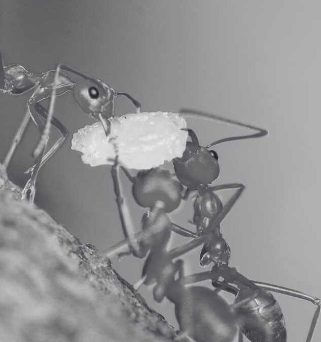 Jenis Jenis Semut di Malaysia