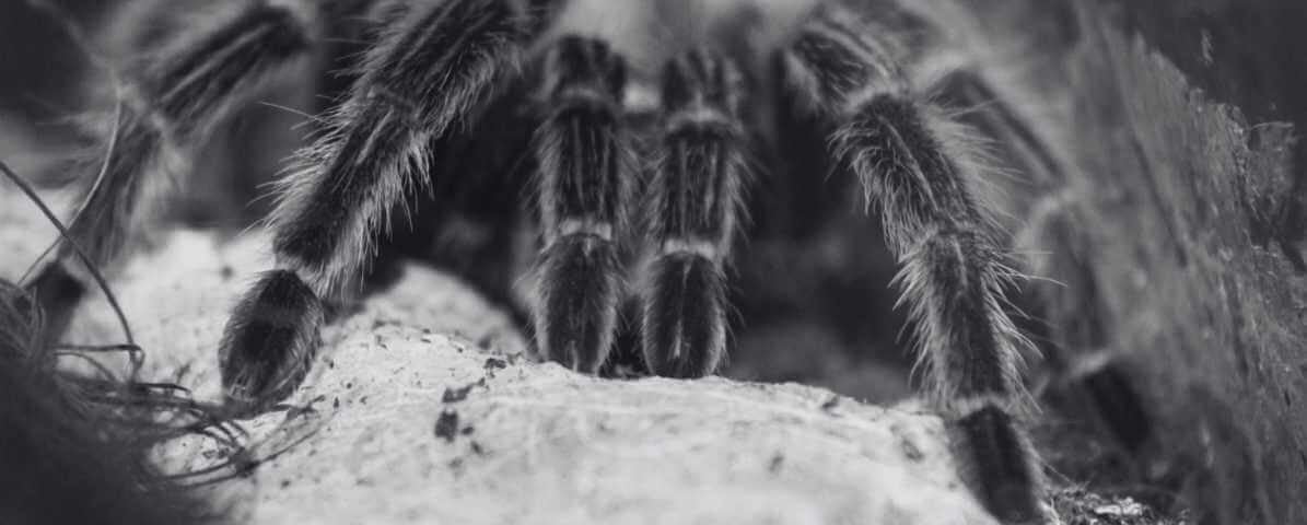 Labah Labah Berbisa di Malaysia | Innovative Pest Sdn Bhd Labah Labah Berbisa di Malaysia