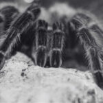 Labah Labah Berbisa di Malaysia