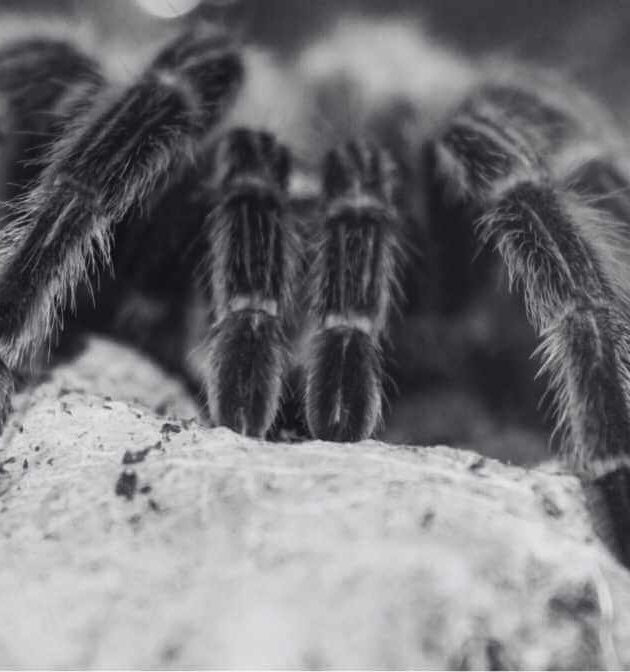 Labah Labah Berbisa di Malaysia