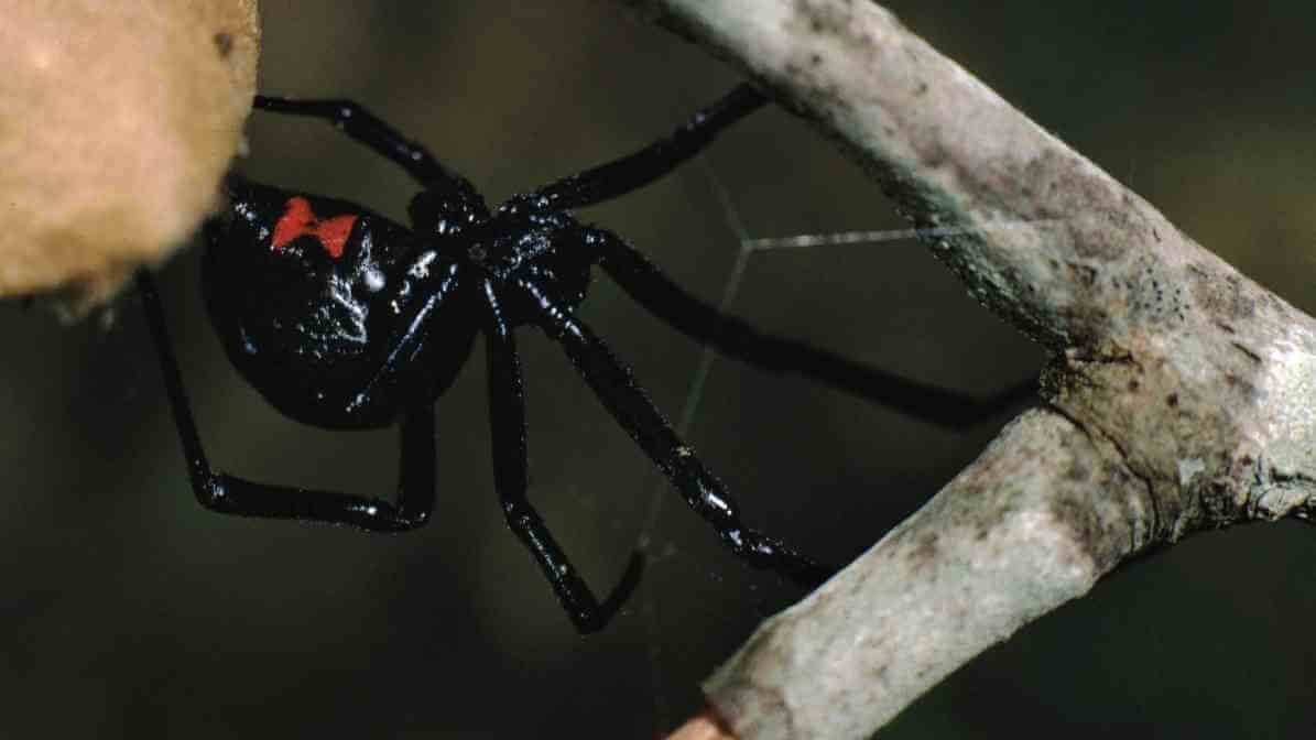 Labah Labah Black Widow - Innovative Pest Management MY | Innovative Pest Sdn Bhd Labah Labah Black Widow