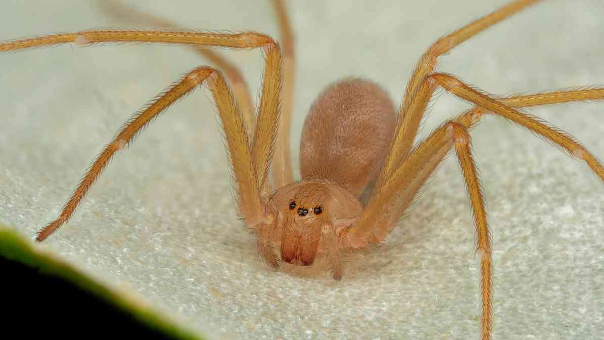 Labah Labah Brown Recluse - Innovative Pest Management MY | Innovative Pest Sdn Bhd Labah Labah Brown Recluse