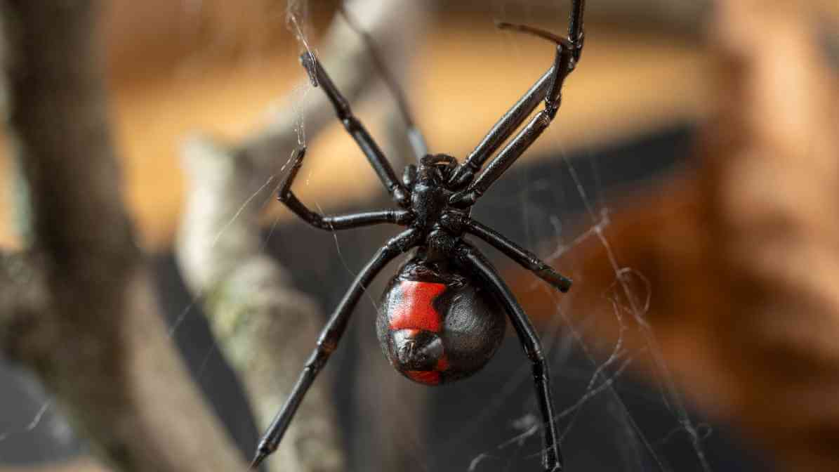 Labah Labah Janda Hitam 1 | Innovative Pest Sdn Bhd