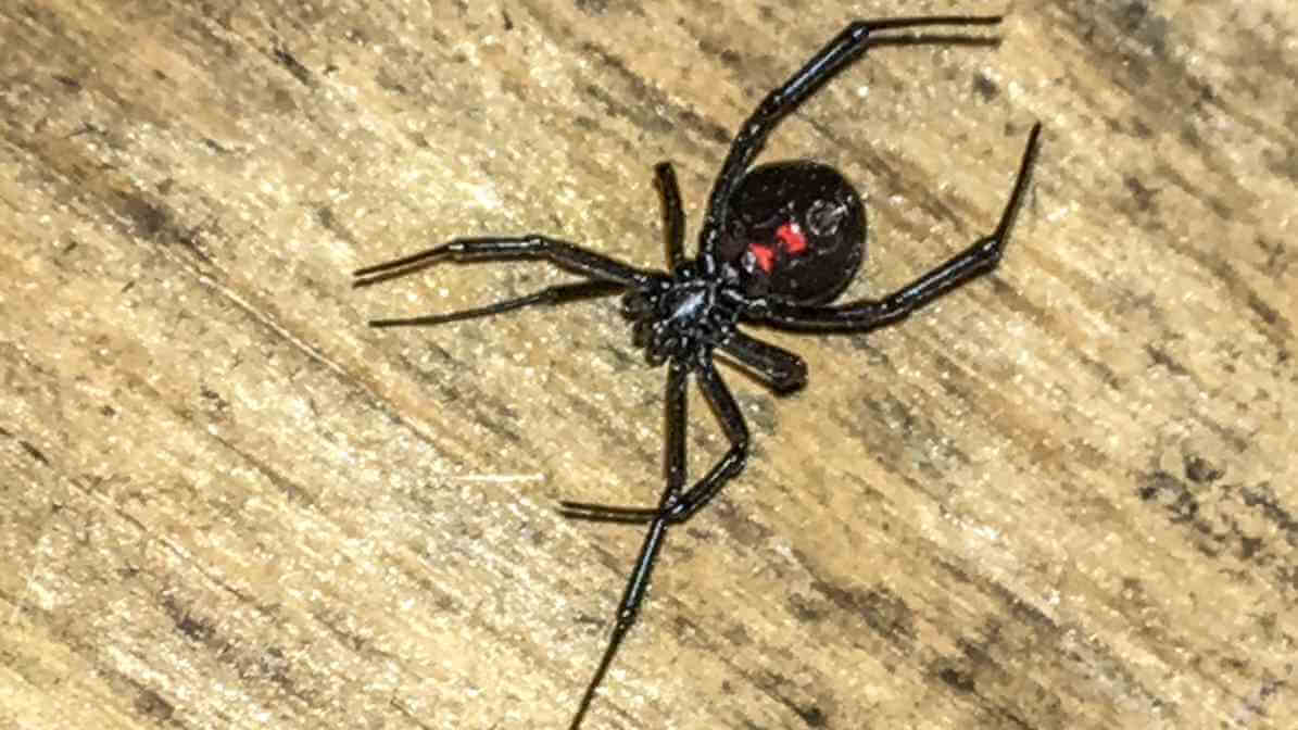 Labah Labah Janda Hitam 3 | Innovative Pest Sdn Bhd Labah Labah Janda Hitam 3