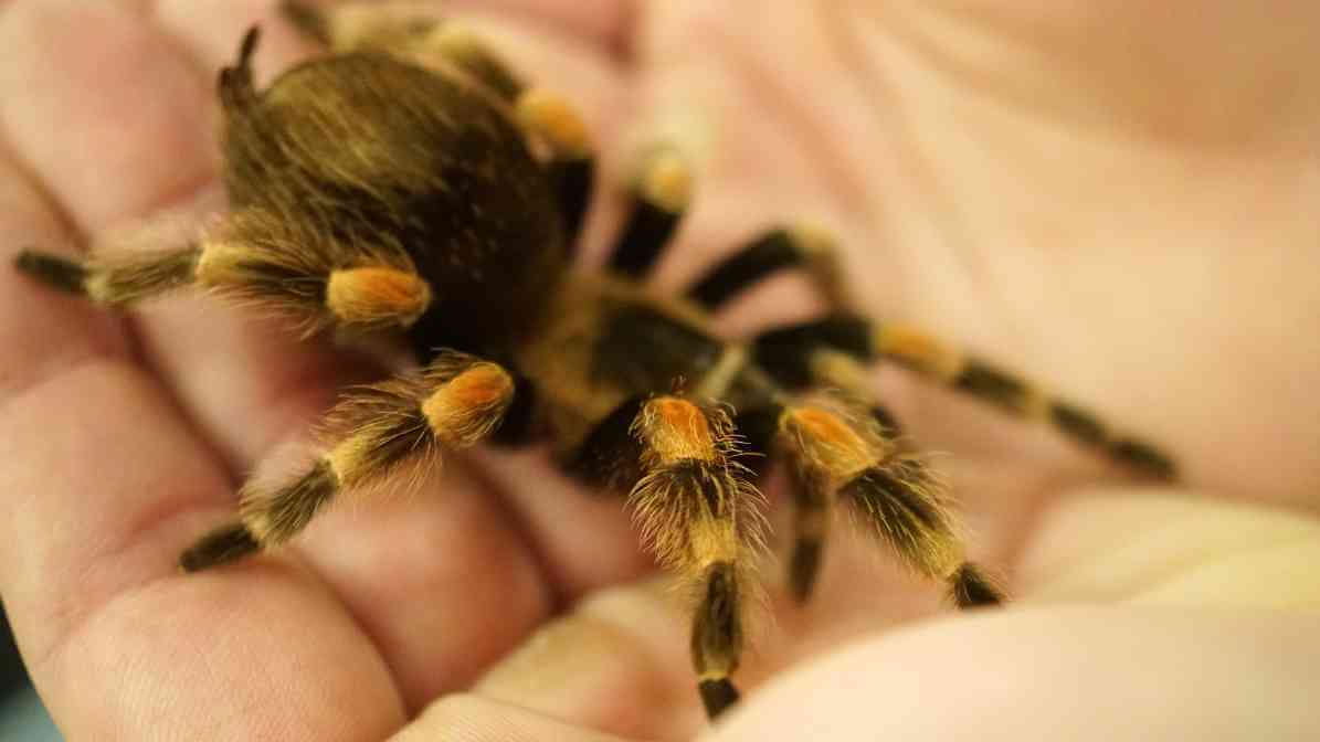 Labah Labah Tarantula 1 | Innovative Pest Sdn Bhd Labah Labah Tarantula 1