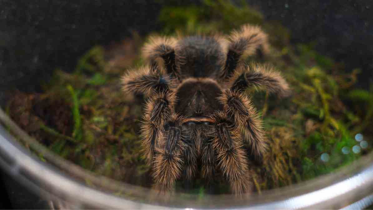 Labah Labah Tarantula 2 | Innovative Pest Sdn Bhd Labah Labah Tarantula 2