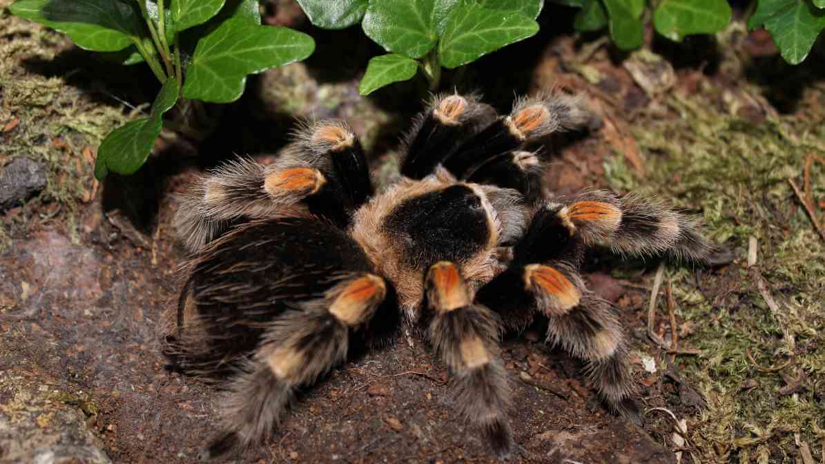Labah Labah Tarantula 3 | Innovative Pest Sdn Bhd Labah Labah Tarantula 3