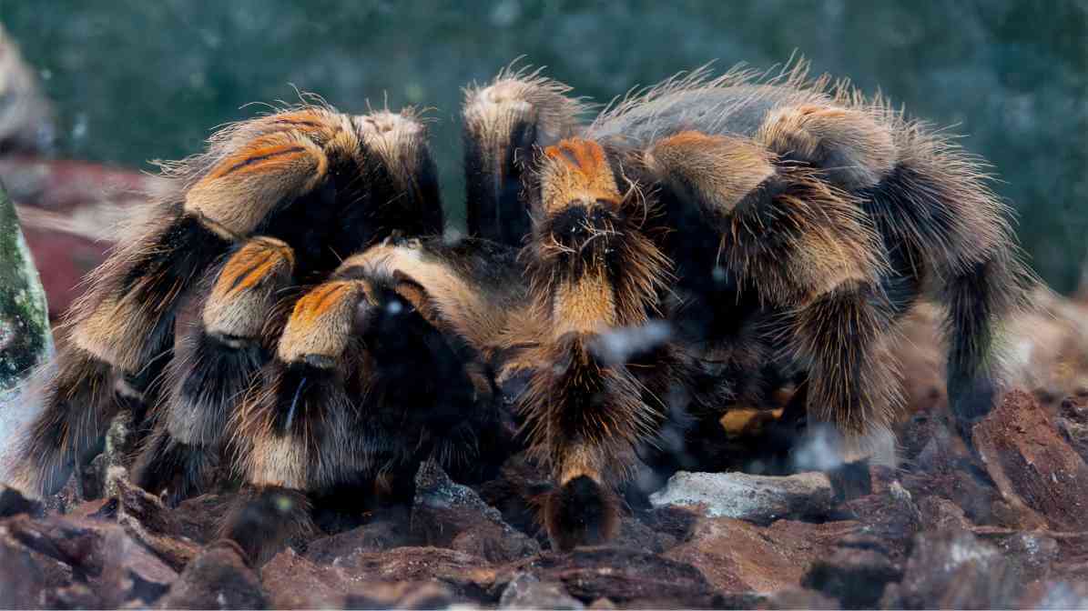 Labah Labah Tarantula - Innovative Pest Management MY | Innovative Pest Sdn Bhd Labah Labah Tarantula