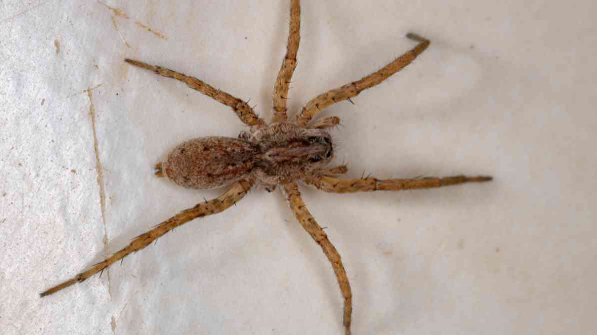 Labah Labah Wolf - Innovative Pest Management MY | Innovative Pest Sdn Bhd Labah Labah Wolf