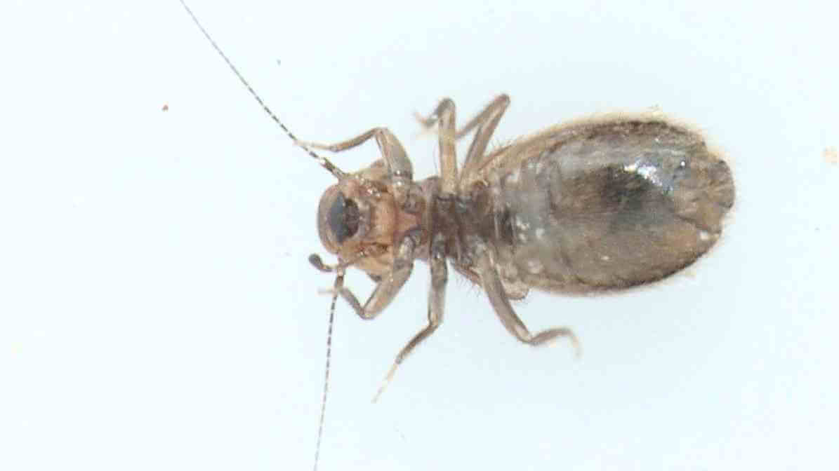 Lepinotus Patruelis - Innovative Pest Management MY | Innovative Pest Sdn Bhd Lepinotus Patruelis