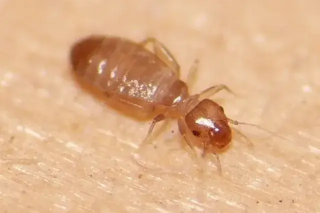 Booklice, Psocid - Innovative Pest Management MY | Innovative Pest Sdn Bhd Booklice, Psocid