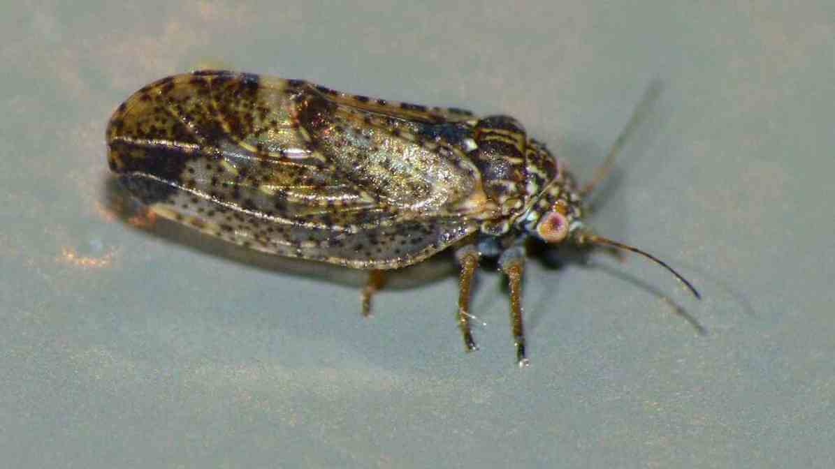 Psylla - Innovative Pest Management MY | Innovative Pest Sdn Bhd Psylla