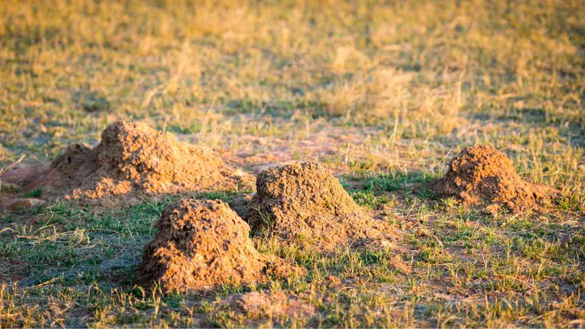 Red Imported Fire Ants Mound