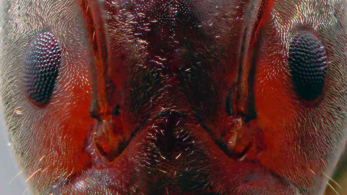 Red Imported Fire Ant (RIFA)