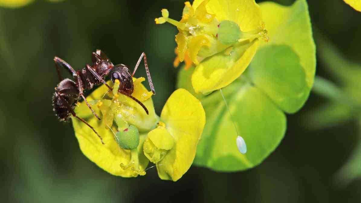 Red Imported Fire Ant