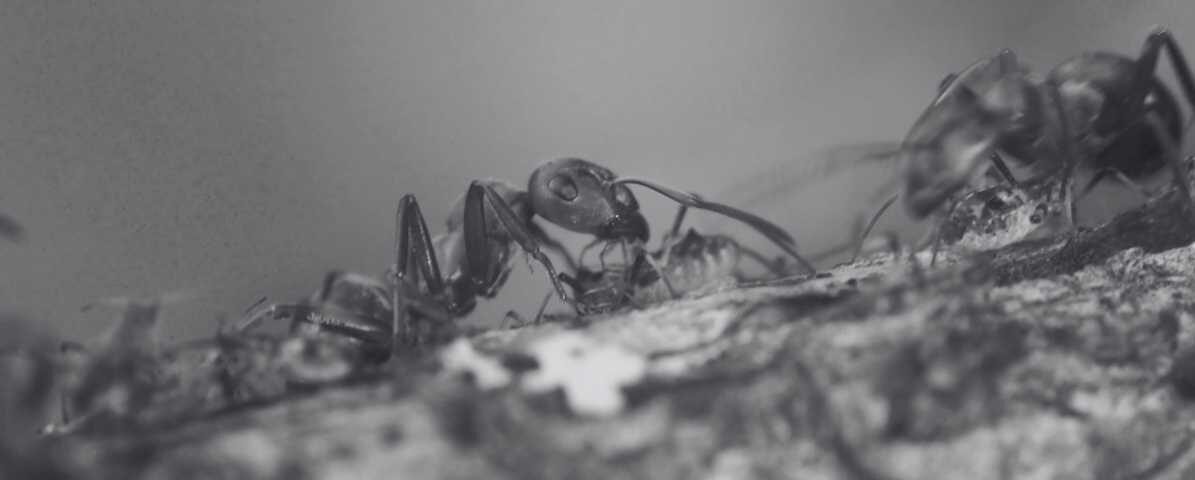 Red Imported Fire Ants