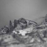 Red Imported Fire Ants