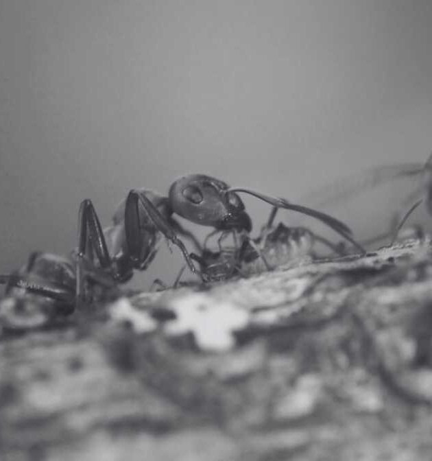 Red Imported Fire Ants