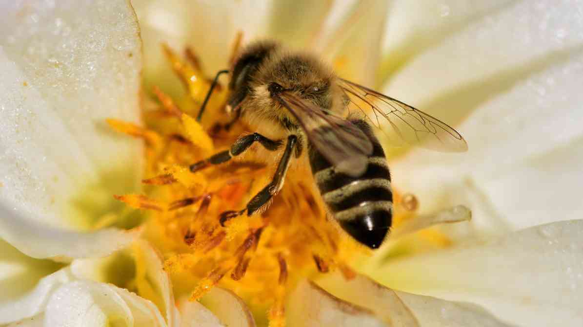 Stingless Bee - Innovative Pest Management | Innovative Pest Sdn Bhd Stingless Bee